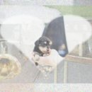 멍멍하우스 이미지