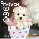 멍멍샵 플러스 이미지