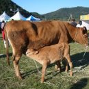 소 이야기 이미지