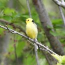 노랑머리 이미지