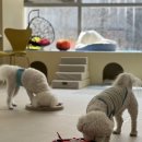 도그노리터 이미지