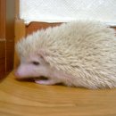 하나유키 이미지