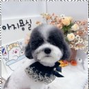 아지묭실 이미지