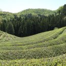 (주)보향다원 이미지