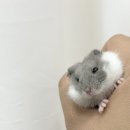 선셋 햄스터리 이미지