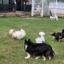 다산 애견훈련소 이미지