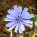 치커리-Chicory 이미지