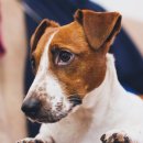 KU건국동물병원 이미지