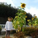 햇살수세미농원