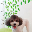 루비애견센타 네이버블로그