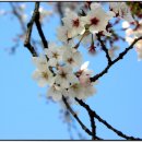 꽃피는봄이오면 이미지