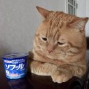 의성밧데리 | 250823 의성 썸머 페스타 후기