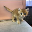 하남강아지 이미지