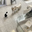 킨더독 | [서울/삼전역]강아지카페 킨더독 방문 후기, 호텔링/데이케어 가능한 곳