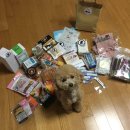 (주)펫잇 | 역시 스케일 쩌는 수도견 정모 이번에도 체고!