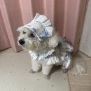 애견패션제작 | 강아지 하네스 추천 , 맞춤제작 이누네코 명화 하네스 보닛 세트