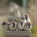 뱅갈온니 | 전주 친구 집 가서 진상 부리기 - 뷰 맛집/고기 먹기/물 짜장/고양이 카페/뱅갈온니