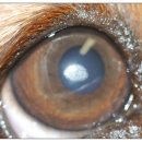 정겨운동물병원 이미지