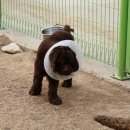 쪼꼬네 하우스