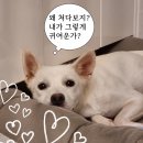 이브이/여아/7개월 이미지