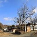 석등슬치로 이미지