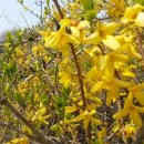 숲속마을 이미지