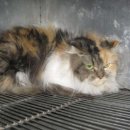 김정복 동물병원 이미지