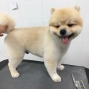 그루밍폼폼 이미지