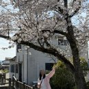 미래블라썸 | 후쿠오카 벚꽃시즌 유후인 버스투어 내돈내산 후기