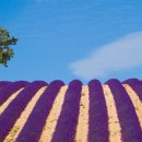 쁘띠 프로방스 이미지