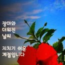 경기방출석부~7월26일(수요일) 개다래(충영)효능 이미지