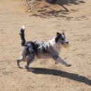 밸런스독 이미지