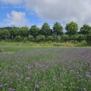 버들유치원 이미지