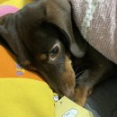달콤마차 이미지