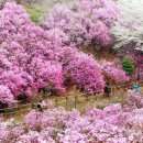 조마루로428번길 이미지