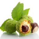 마로니에 이미지