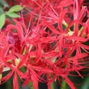 싱그러운청도로(가을) 이미지