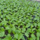 삼열농장 이미지