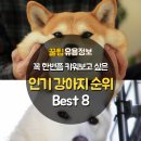 꼭 한번쯤 키워보고 싶은 인기 강아지 순위 Best 8 이미지