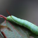 줄박각시나방(유충) 이미지
