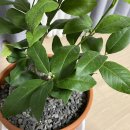 레몬트리 이미지