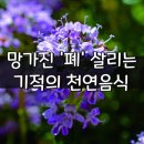 백리향 페 이미지