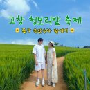 2025 고창 청보리밭 축제 후기 유채꽃 폭삭 속았수다 촬영지
