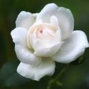 # 반려 식물 _ 백장미 White Rose 꽃말 및 키우는 방법 후기 일지 기록