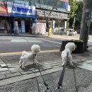 닭도리도리잼잼 이미지