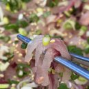 마산회원구 ⓒ-26 | 나루터 숯불장어구이 후기 향어회 매운탕 창원 마산회원구 내서읍