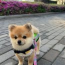 정원오 성동구청장 나이 프로필 사장 순찰대 호두 결혼 아내 가족 고향 학력