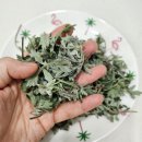 황산 | 2026년 부산 근교 쑥캐기 | 양산 황산공원 봄 쑥캐는곳 후기