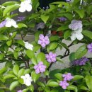 태옥 농장 이미지