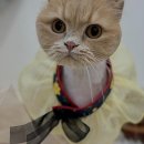 우리 애견 미용실 이미지